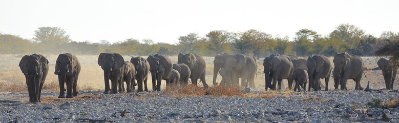Elefantenherde am Wasserloch Okaukuejo im Etosha Nationalpark in Namibia © anni94