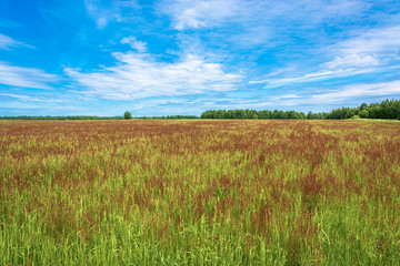 Fototapeta premium A large field with red flowers on a summer sunny day.