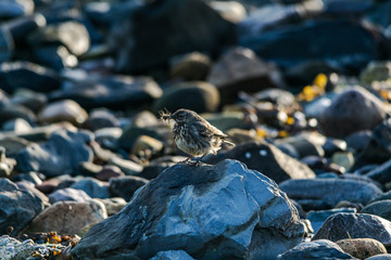Rock Pipit in the early morning on a stony beach