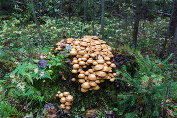 Many mushrooms on a big stump in the autumn forest on an overcast day.