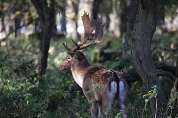 deer in the Phoenix Park