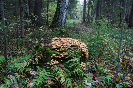 Many mushrooms on a big stump in the autumn forest on an overcast day.