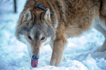 one-eyed gray wolf in a collar on a winter background in a shelter