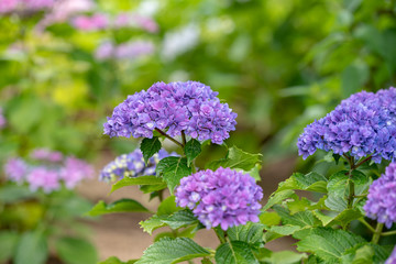 青紫色のアジサイの花