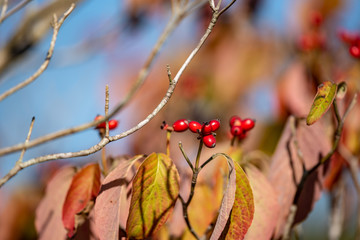 ハナミズキの赤い実