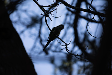 bird on a branch