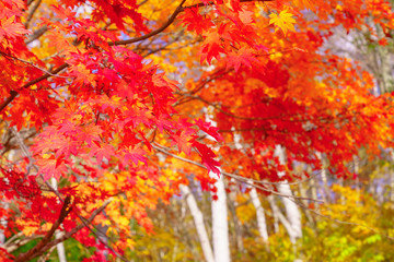 風景物語（艶やかな紅葉）