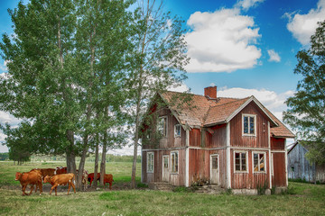 old wooden house and cow