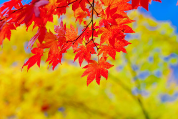 風景物語（艶やかな紅葉）