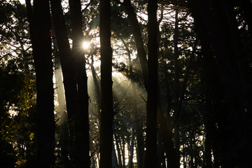 sun in the forest