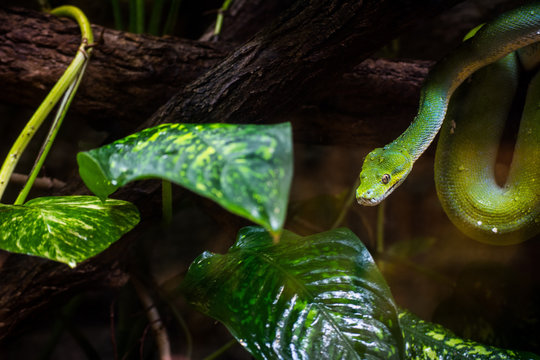 snake on tree
