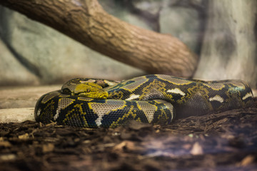 green tree python snake