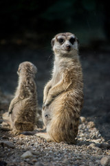 Fototapeta premium meerkat on guard