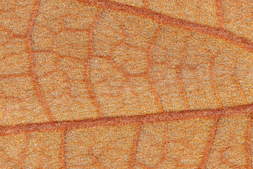 Background of characteristics the Golden Leaf (Bauhinia aureifolia) for Education in Lab.