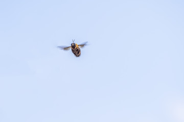 bumble bee in the air