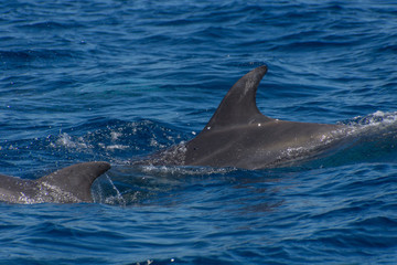 Delfine © Art Photography