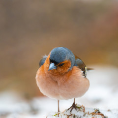 Common chaffinch (Fringilla coelebs) on a snowy ground