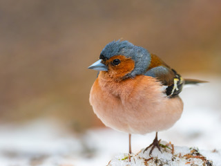 Common chaffinch (Fringilla coelebs) on a snowy ground
