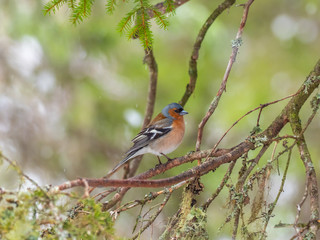 Common chaffinch (Fringilla coelebs) on a fir tree branch