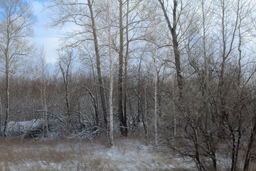Obraz na płótnie Canvas Winter trees and bushes