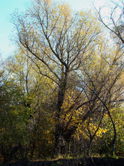 Obraz na płótnie Canvas Forest of the willows in a fantastic autumn forgotten by God on the Danube river 3