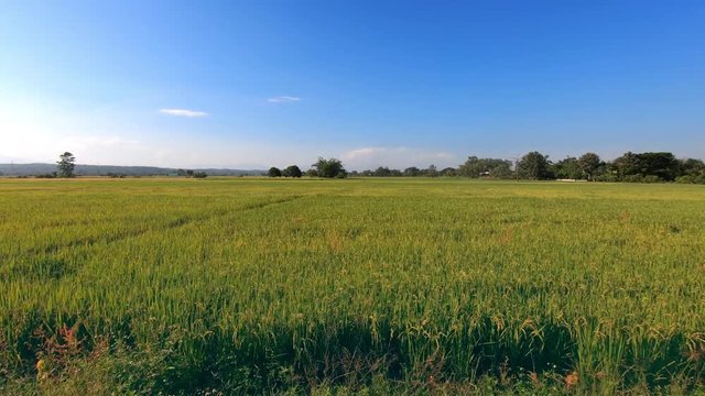 Rice Paddy Grains in Harvest Hyperlapse
