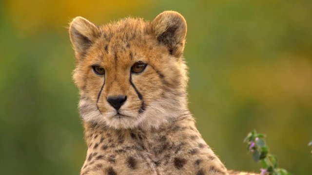 Watchful juvenile cheetah 