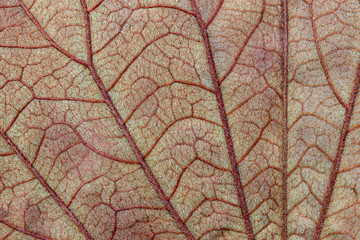 Background of characteristics the Golden Leaf (Bauhinia aureifolia) for Education in Lab.