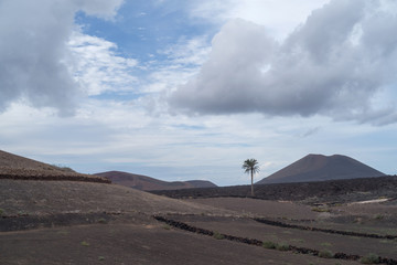 Arid landscape, Lanzarote, Canary, Spain