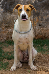 Dog playing on the lawn