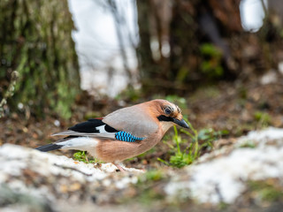 Eurasian jay (Garrulus glandarius) on ground searching for food surrounded by snow. Finland