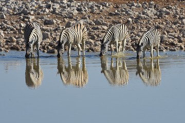 Fototapeta na wymiar Steppenzebras trinken am Wasserloch Okaukuejo im Etosha Nationalpark (Namibia)