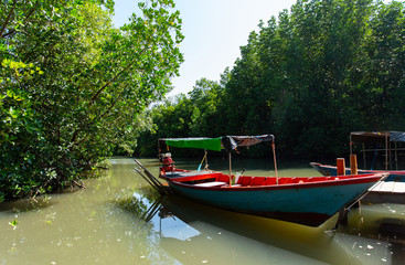 Naklejka na ściany i meble Mangrove Trees Thailand