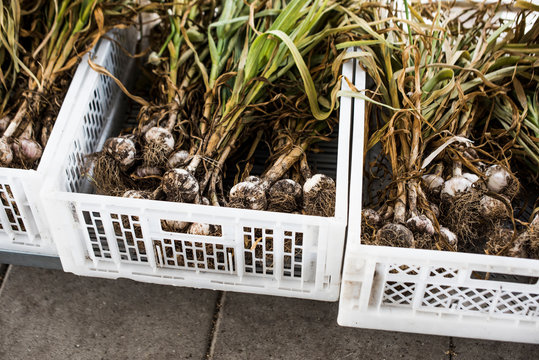 Garlic in boxes