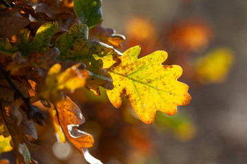 Autumn oak leaves - closeup photography with blured background