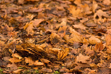 Late fallen autumn leaves, soft focus
