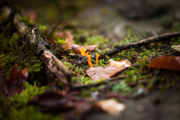Calocera viscosa or Yellow Stagshorn mushrooms in natural habitat, on the forest soil and rotten stump, close up view