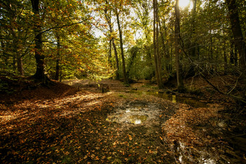 Seasonal scene with densely covered forest land , sun flair and floodlight