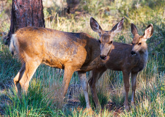 Wild Deer on the High Plains of Colorado - Mule Deer Doe With Yearling