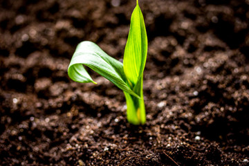 Concept appearance of life - sprout from soil close up