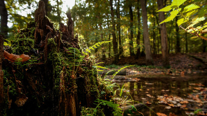 Naturally rotten tree stump along a stream of water in an autumn forest