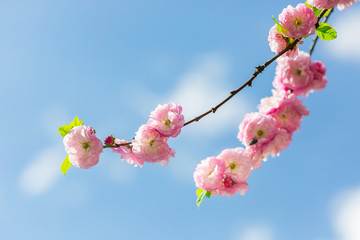 pink Sakura flowers close-up