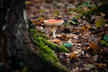 Large red fly agaric with white lamella in a forest with autumn light