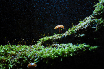 Rainy day in the autumn forest with falling raindrops and shiny water drops on a lighted mushroom