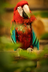 parrot on branch