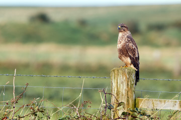 Buzzard on post