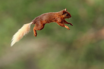 Flying Jumping Red Squirrel