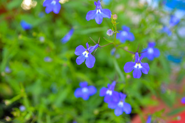 Small blue flowers
