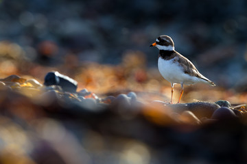 Plover Bird
