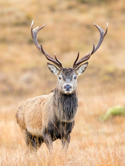 Naklejka na ściany i meble Scottish Red Deer Stag portrait